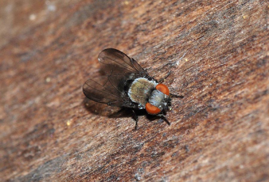 Milichia speciosa